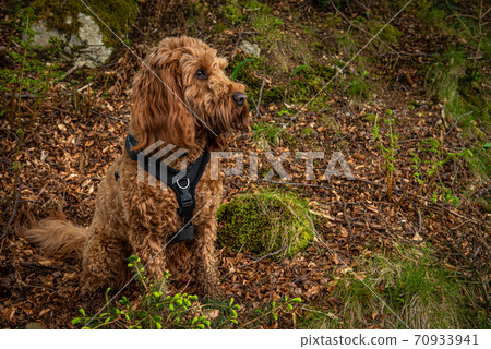 A young cockapoo sitting in the woods 70933941