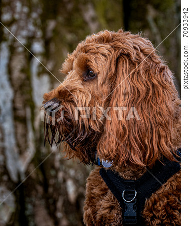 A young cockapoo sitting in the woods 70933942