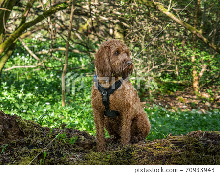 A young cockapoo sitting in the woods A young cockapoo sitting in the woods 70933943
