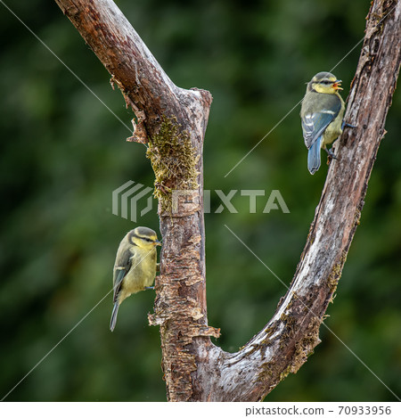 Two Eurasian blue tit (Cyanistes caeruleus)sitting on branch 70933956