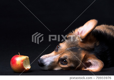 Red-white with black Welsh Corgi Pembroke dog and apple 70933976