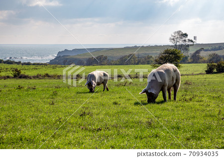 Free range large white pigs grazing 70934035
