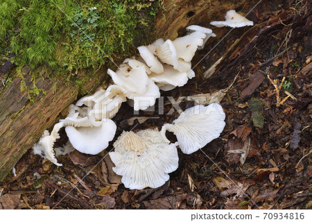 貝形圓孢側耳 貝形圓孢側耳 70934816