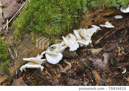 Sugihiratake Sugihiratake 70934818