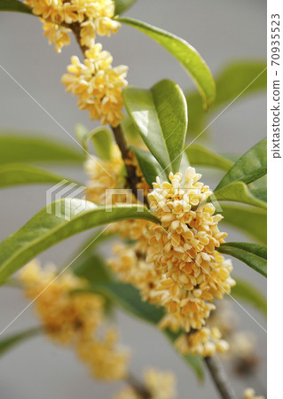 Yellow flower of osmanthus Yellow flower of osmanthus 70935523