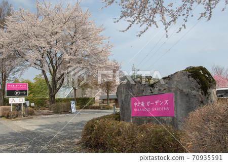 群馬縣中之條町春天中之條花園 群馬縣中之條町春天中之條花園 70935591