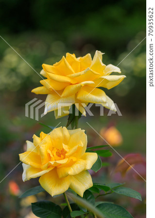 ♪玫瑰盛開了♪ ♪玫瑰盛開了♪ 70935622