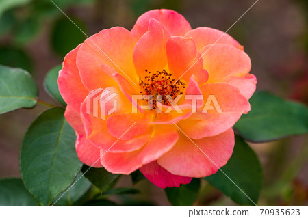 ♪ Roses have bloomed ♪ ♪ Roses have bloomed ♪ 70935623