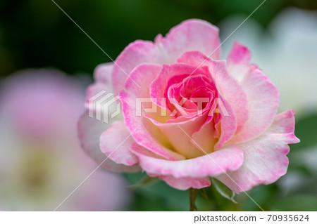 ♪ Roses have bloomed ♪ ♪ Roses have bloomed ♪ 70935624