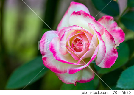 ♪玫瑰盛開了♪ 70935630