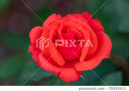 ♪ Roses have bloomed ♪ 70935631