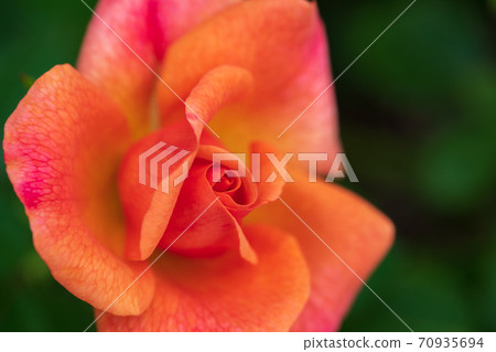 ♪ Roses have bloomed ♪ 70935694