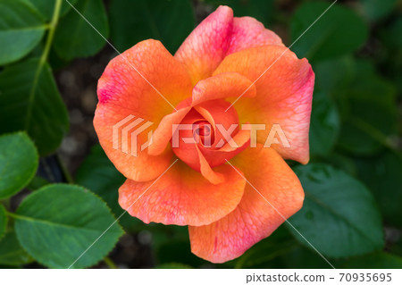 ♪玫瑰盛開了♪ ♪玫瑰盛開了♪ 70935695