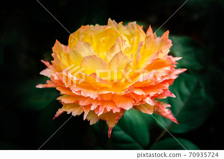 ♪玫瑰盛開了♪ ♪玫瑰盛開了♪ 70935724