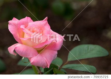 ♪玫瑰盛開了♪ 70935725