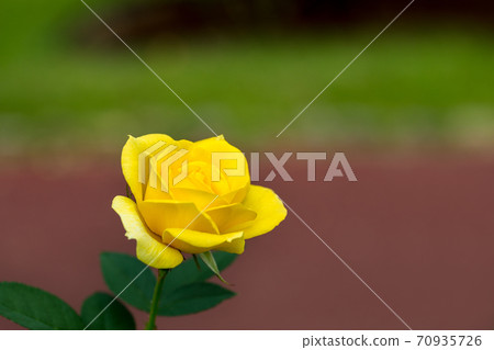 ♪玫瑰盛開了♪ ♪玫瑰盛開了♪ 70935726