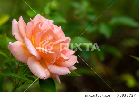 ♪玫瑰盛開了♪ 70935727