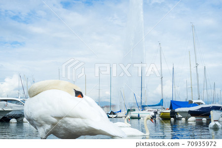 White swans against the background of the Grand Geneva Fountain White swans against the background of the Grand Geneva Fountain 70935972