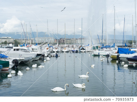 White swans against the background of the Grand Geneva Fountain 70935973