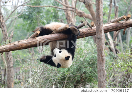 小熊貓 70936117