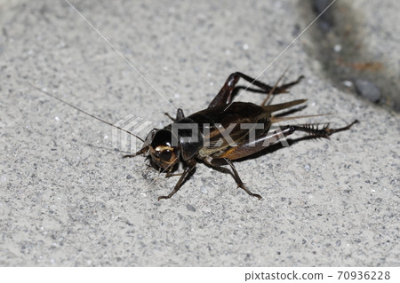 Emma cricket Emma cricket 70936228
