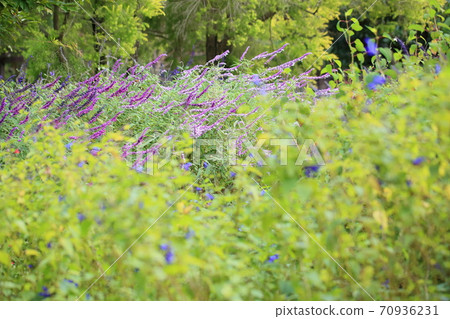 Salvia leucansa花 Salvia leucansa花 70936231