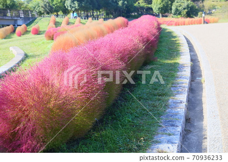 Kokia的秋葉 70936233