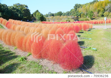 Kokia的秋葉 70936236