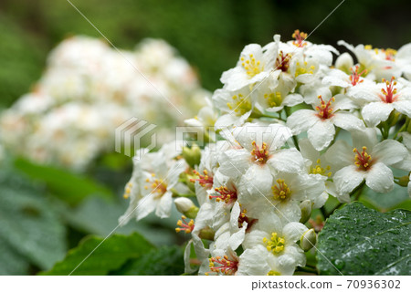 Abragiri花 70936302