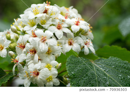 Abragiri花 70936303