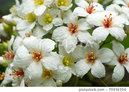 Abragiri花 70936304