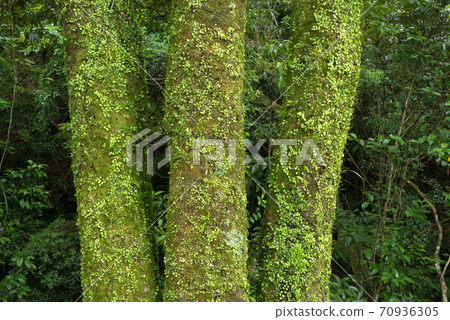 三個樹幹，長滿青苔和mameduta 70936305