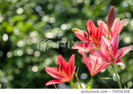 Sukashiyuri花與背景中的閃光 70936308