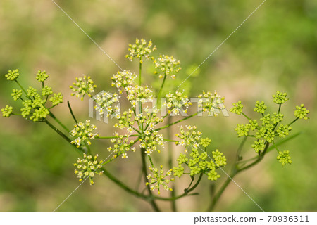 Italian parsley flowers Italian parsley flowers 70936311