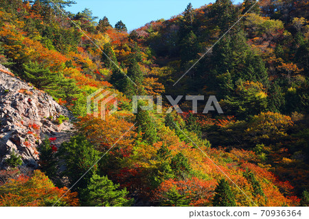 Autumn leaves, autumn, autumn colors, [October] in Komono, Mie-gun, Mie Prefecture 70936364