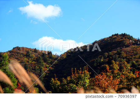 三重縣三重郡葛野市的秋葉風景，秋天，秋天風景，秋天的顏色，[十月] 70936397