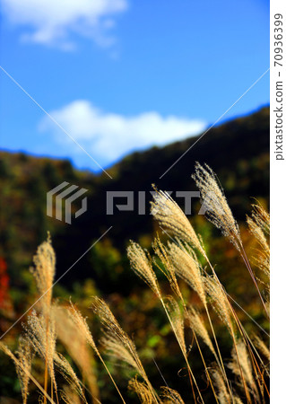 三重縣三重郡葛野市的秋葉風景，秋天，秋天風景，秋天的顏色，[十月] 70936399