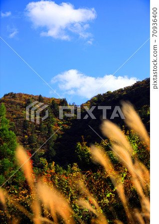 Autumn leaves, autumn, autumn colors, [October] in Komono, Mie-gun, Mie Prefecture 70936400