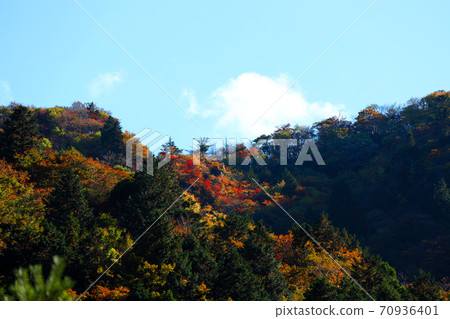 Autumn leaves, autumn, autumn colors, [October] in Komono, Mie-gun, Mie Prefecture 70936401