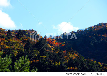 Autumn leaves, autumn, autumn colors, [October] in Komono, Mie-gun, Mie Prefecture 70936402
