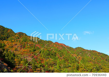 Autumn leaves, autumn, autumn colors, [October] in Komono, Mie-gun, Mie Prefecture 70936440