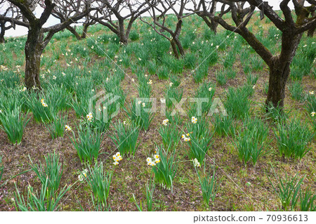 Plum trees and daffodils in the park 70936613