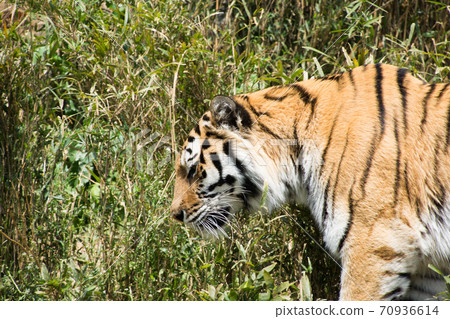Bamboo grove tiger 70936614