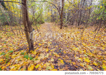 Path in the old autumn park. 70936773