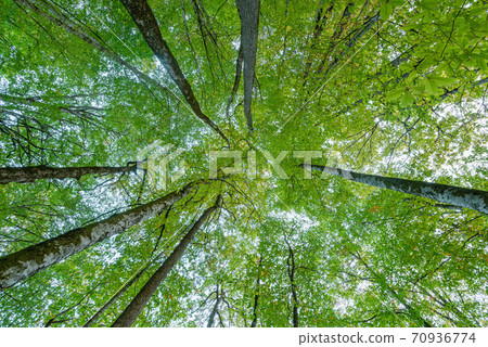 Trees in the forest at evening time. 70936774