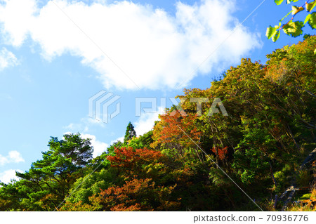 Autumn leaves, autumn, autumn colors, [October] in Komono, Mie-gun, Mie Prefecture 70936776