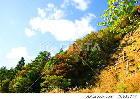 三重縣三重郡葛野市的秋葉風景，秋天，秋天風景，秋天的顏色，[十月] 70936777