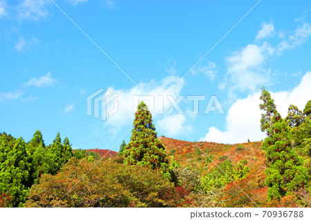 三重縣三重郡葛野市的秋葉風景，秋天，秋天風景，秋天的顏色，[十月] 70936788