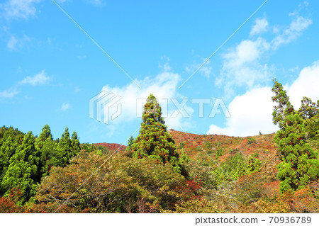 三重縣三重郡葛野市的秋葉風景，秋天，秋天風景，秋天的顏色，[十月] 70936789