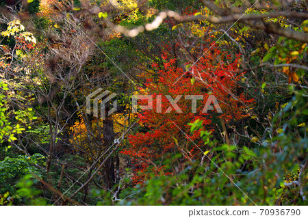 Autumn leaves, autumn, autumn colors, [October] in Komono, Mie-gun, Mie Prefecture 70936790